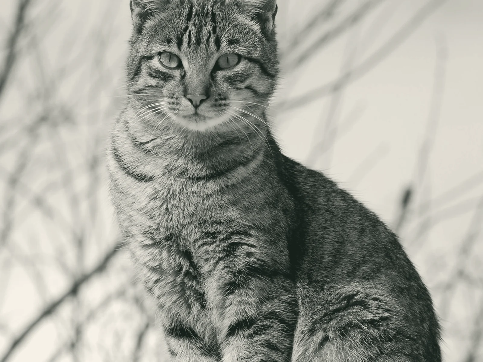 Cat photographed in duotone against a pale background